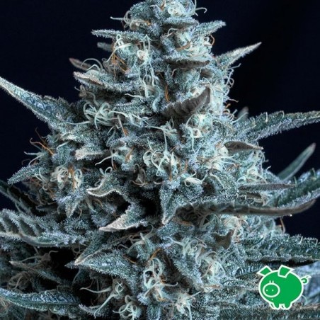 Planta de maconha