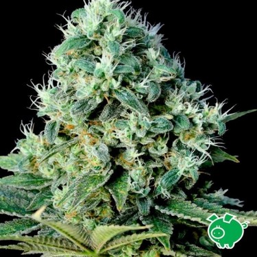 Planta de maconha
