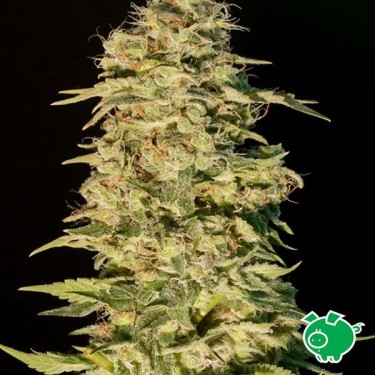 Planta de maconha