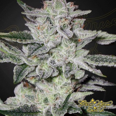 Planta de maconha