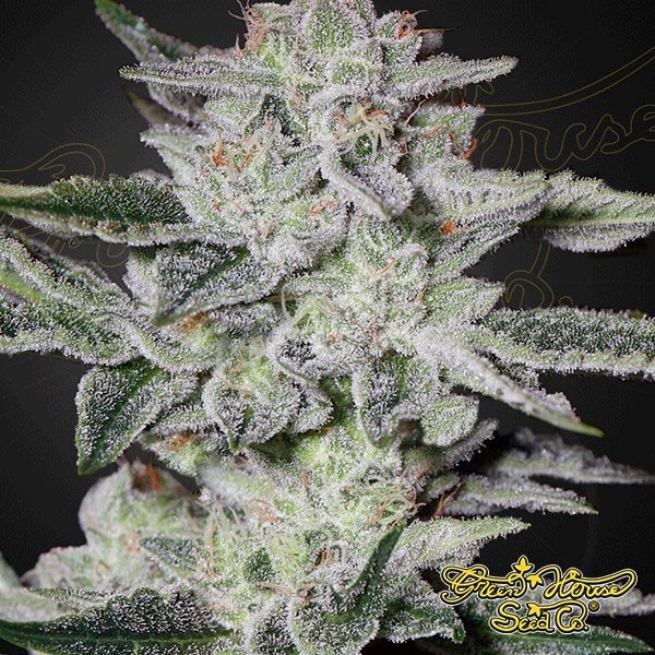 View Planta de maconha