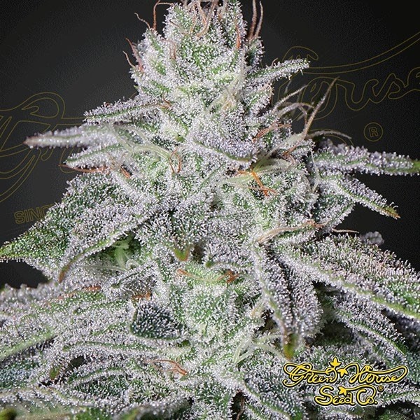 View Planta de maconha
