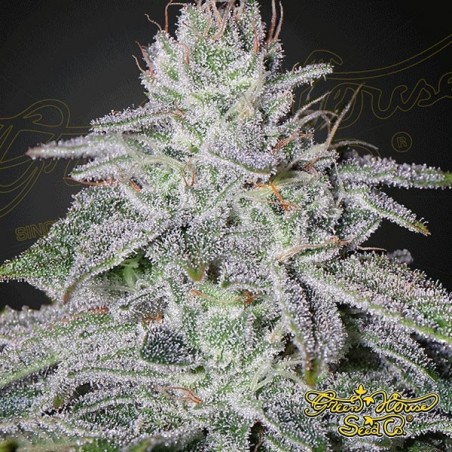 Planta de maconha