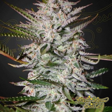 Planta de maconha