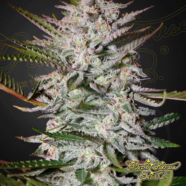 View Planta de maconha