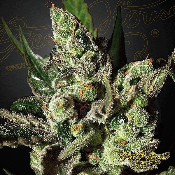 Planta de maconha
