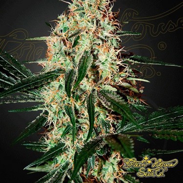 Planta de maconha