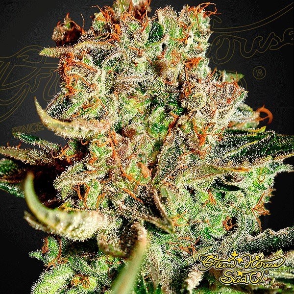 View Planta de maconha
