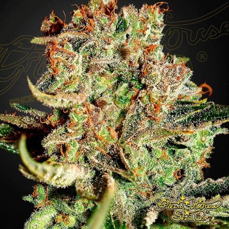 Planta de maconha