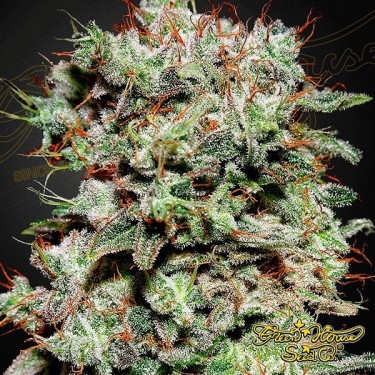 Planta de maconha