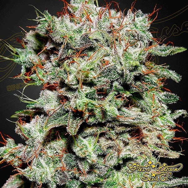 View Planta de maconha
