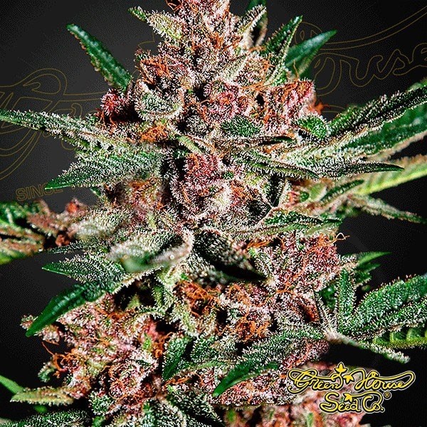 View Bubba Kush planta de maconha