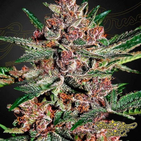 Bubba Kush planta de maconha
