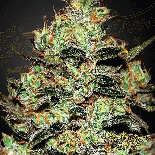 View Planta de maconha