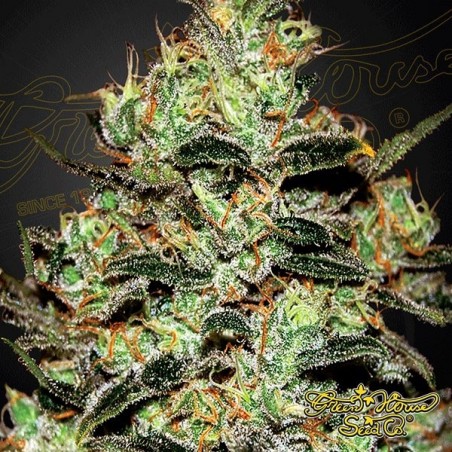 Planta de maconha