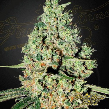 Planta de maconha