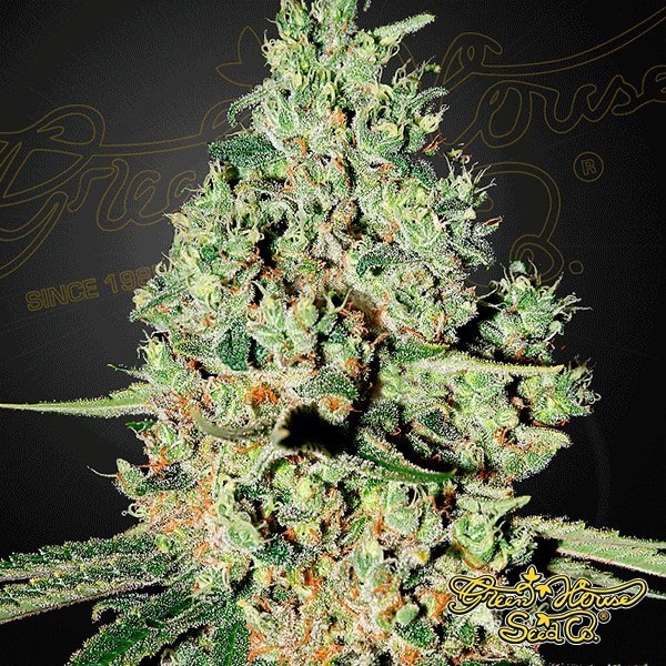 Planta de maconha