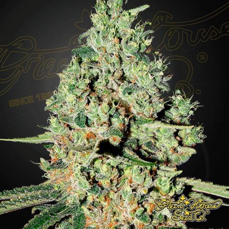 Planta de maconha