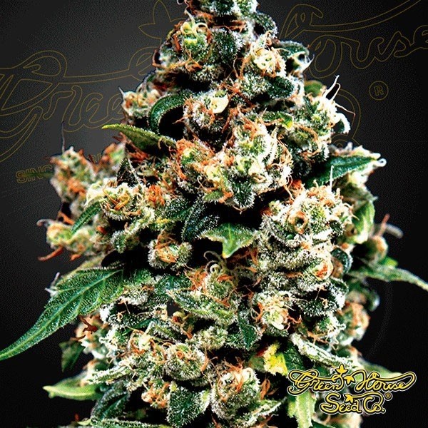 Planta de maconha