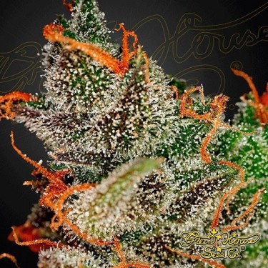 Planta de maconha