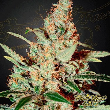 Planta de maconha