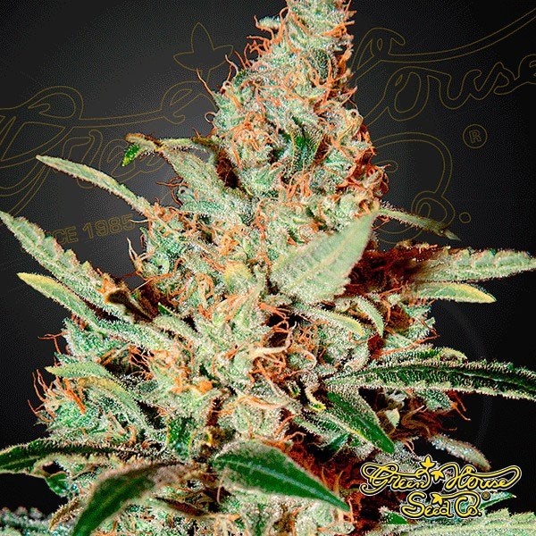 Planta de maconha