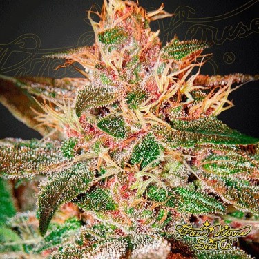 View Planta de maconha