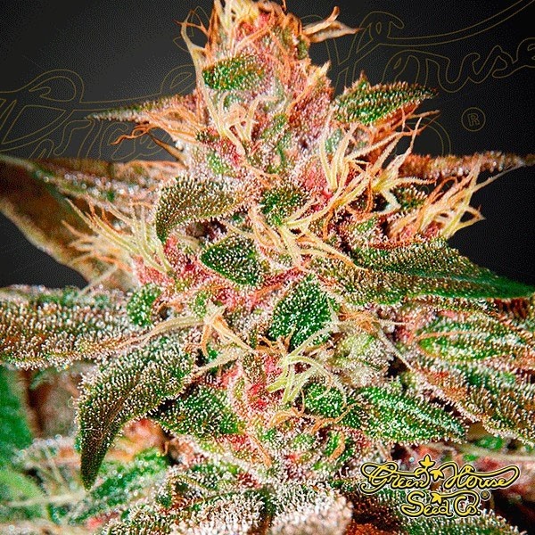 View Planta de maconha