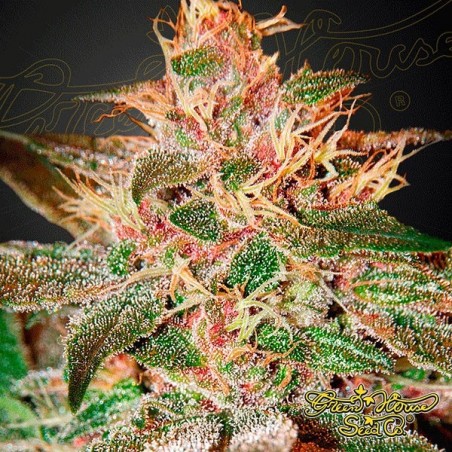 Planta de maconha