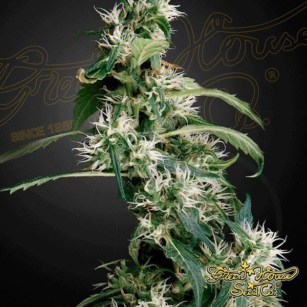 View Planta de maconha