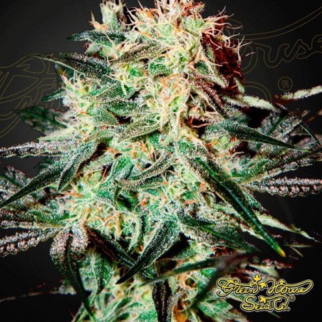 Planta de maconha