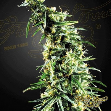 Planta de maconha