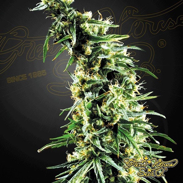 Planta de maconha