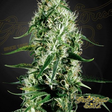 Planta de maconha