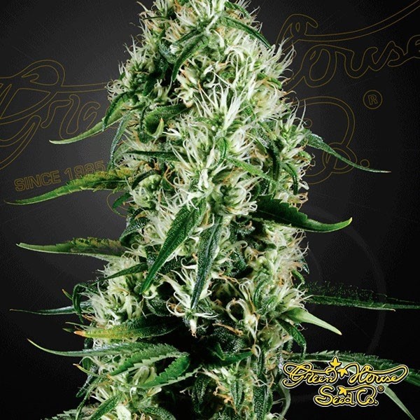 Planta de maconha