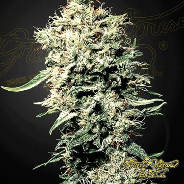 Planta de maconha