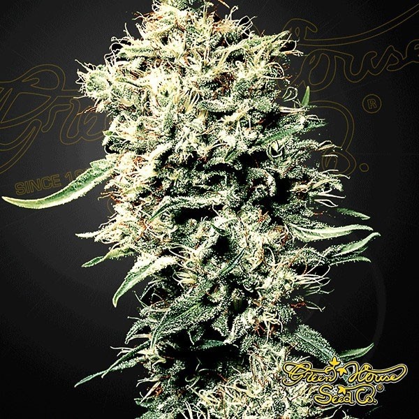 Planta de maconha