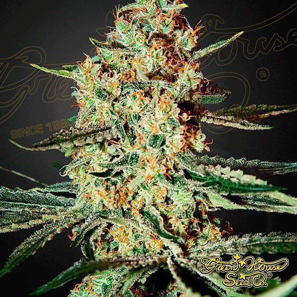 Planta de maconha