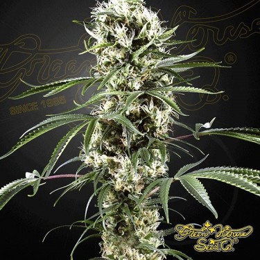 Planta de maconha Super lemon haze