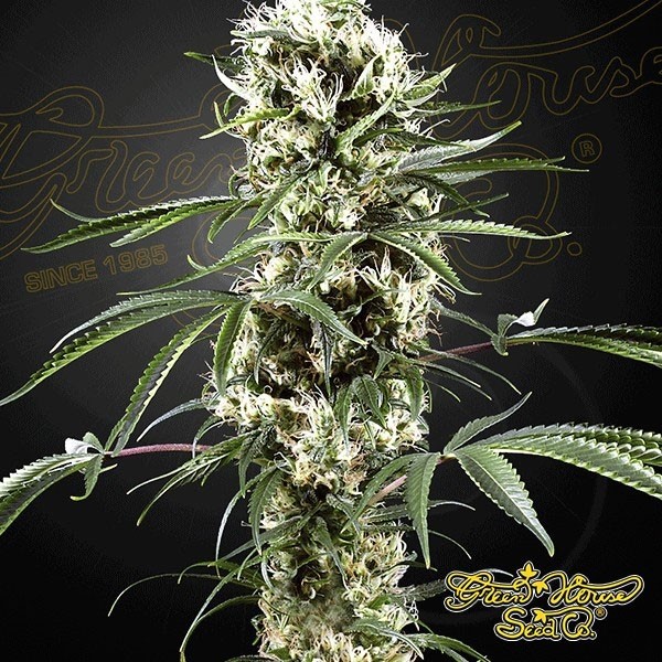 View Planta de maconha Super lemon haze