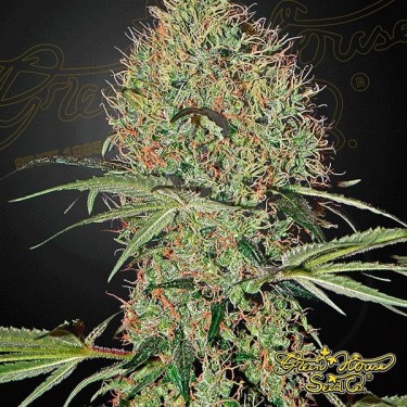 Planta de maconha