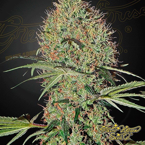 View Planta de maconha