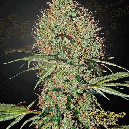 Planta de maconha