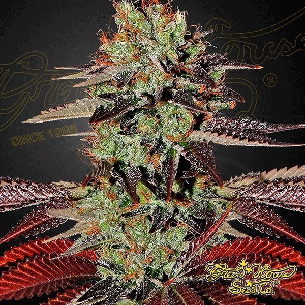 Planta de maconha