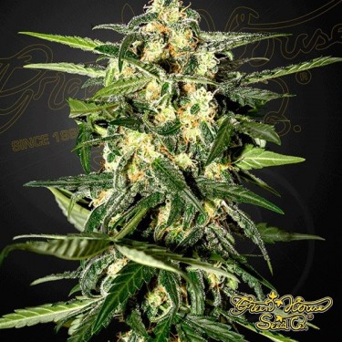 Planta de maconha