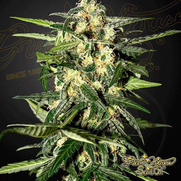 View Planta de maconha