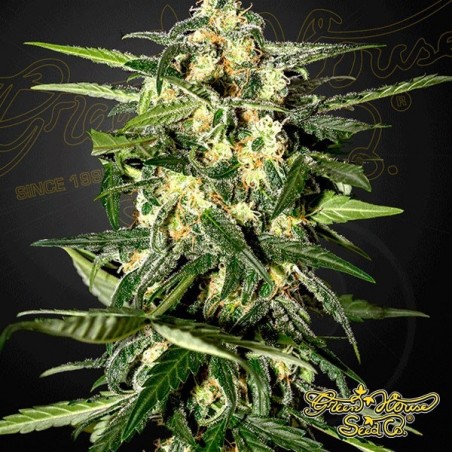 Planta de maconha