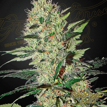 Planta de maconha