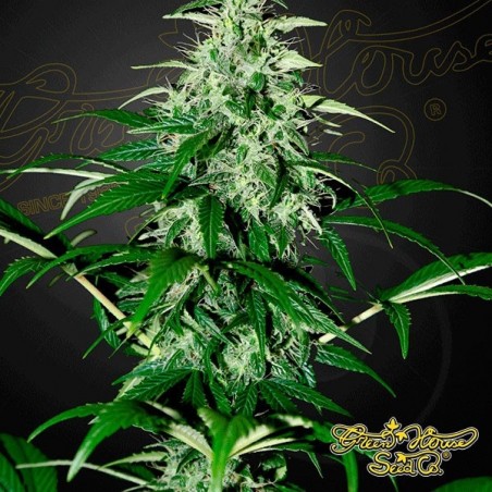 Planta de maconha