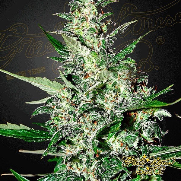View Planta de maconha